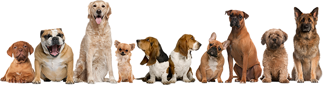 Dog banner image